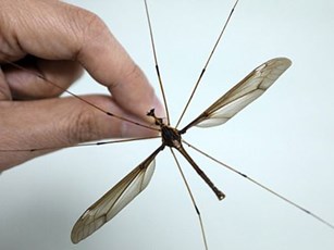 Muỗi khổng lồ có khó tiêu diệt như bề ngoài dọa người?