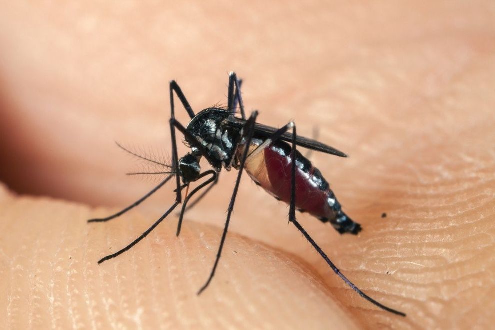Tìm hiểu về muỗi anophen
