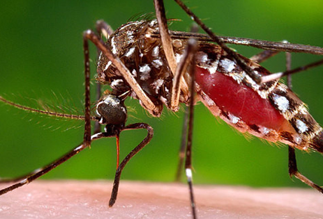 Phân biệt muỗi đực muỗi cái, muỗi gây bệnh và không gây bệnh