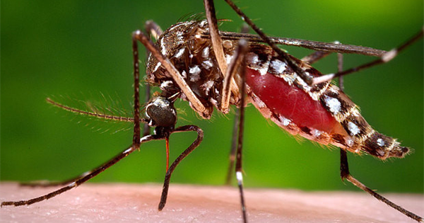 Phân biệt muỗi đực muỗi cái, muỗi gây bệnh và không gây bệnh