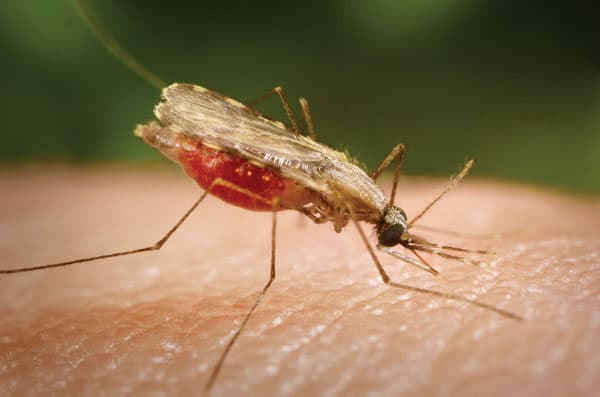 Đừng để muỗi anophen đốt bạn- sự nguy hiểm của anophen