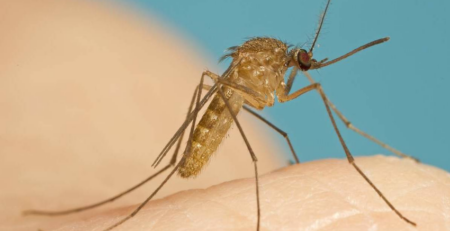 Muỗi culex gây bệnh viêm não Nhật Bản