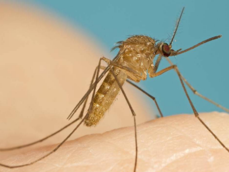 Muỗi culex gây bệnh viêm não Nhật Bản