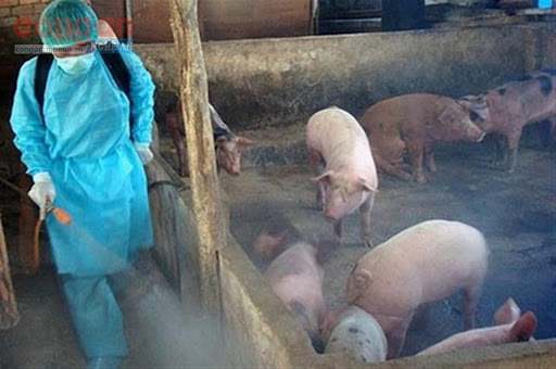 Bệnh dịch tả lợn có nguy hiểm không?