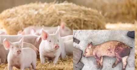 Bệnh dịch tả lợn có nguy hiểm không?