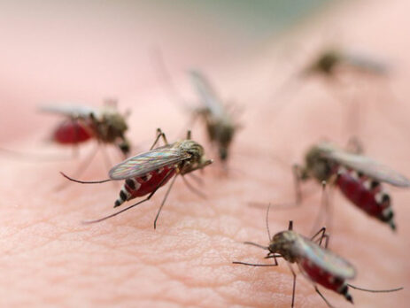 Bị muỗi đốt bôi gì vừa thiên nhiên vừa hiệu quả?
