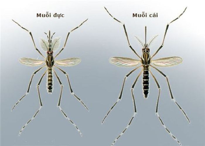 Phân biệt muỗi đực muỗi cái