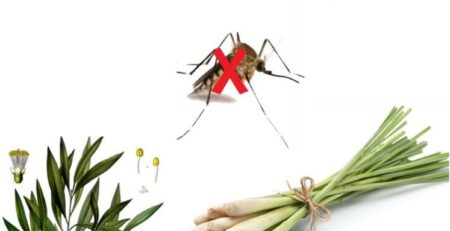 Muỗi sợ mùi gì? Đuổi muỗi bằng mùi hương tự nhiên