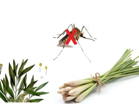 Muỗi sợ mùi gì? Đuổi muỗi bằng mùi hương tự nhiên