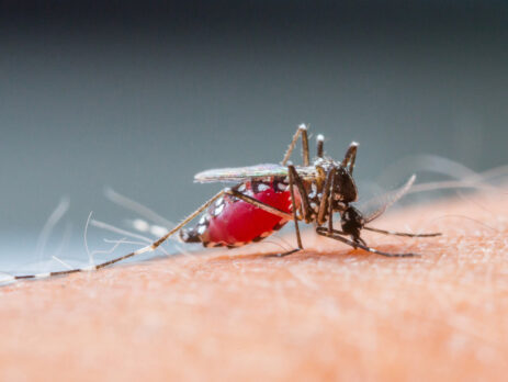 muỗi sốt xuất huyết