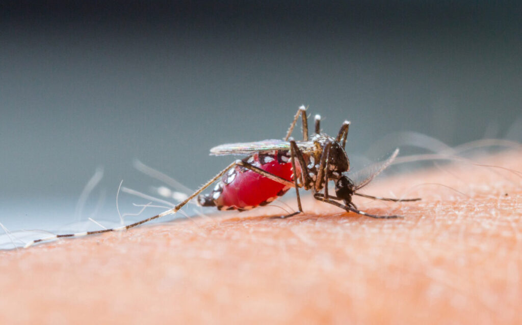 Sốt xuất huyết là bệnh do muỗi vằn gây ra làm ảnh hưởng nghiêm trọng đến sức khỏe
