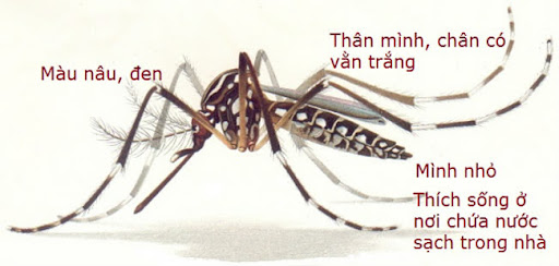 Đặc điểm của muỗi vằn