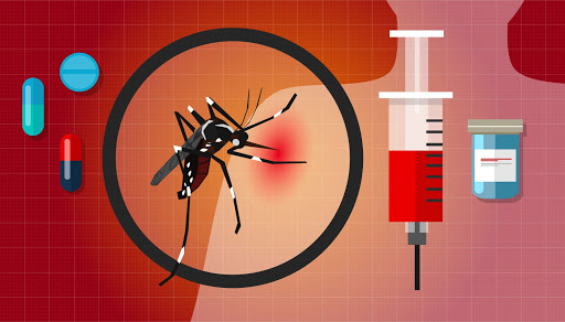 Dấu hiệu nhận biết muỗi vằn đốt gây ra sốt xuất huyết 