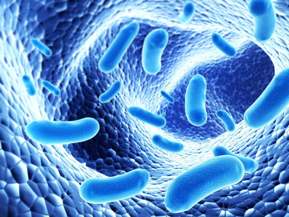 Fos và sự liên quan đến vi khuẩn có lợi cho sức khỏe